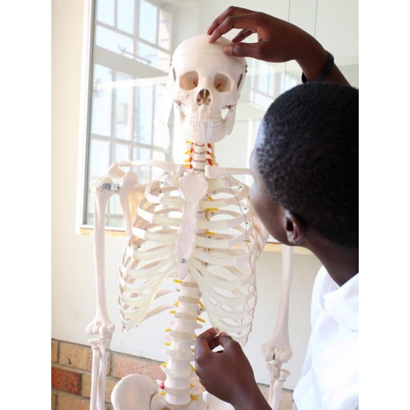 Anatomical Skeleton - Image 2