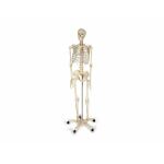 Anatomical Skeleton