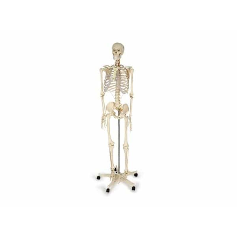 Anatomical Skeleton